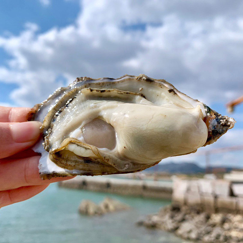 乳山生蚝 | 百“蛎”挑一，无论从饱满度、新鲜度或者口感，都称得上国内数一数二的品种。
