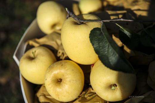 新疆阿克苏黄金维纳斯 高甜浓香型苹果 现摘现发 商品图11