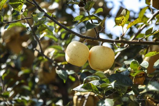 新疆阿克苏黄金维纳斯 高甜浓香型苹果 现摘现发 商品图10