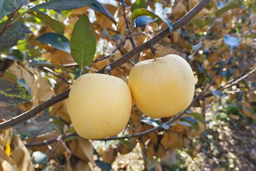 新疆阿克苏黄金维纳斯 高甜浓香型苹果 现摘现发 商品图8