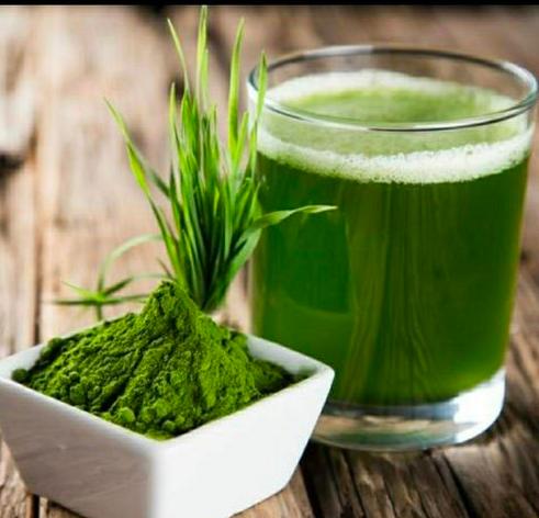 大麦若叶青汁粉（50袋/盒） 商品图0