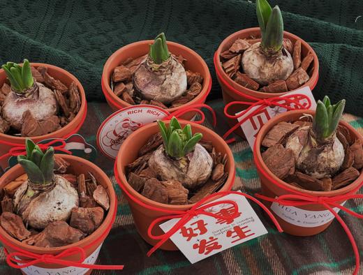  风信子 · 盆栽盲盒 （颜色随机） 商品图1