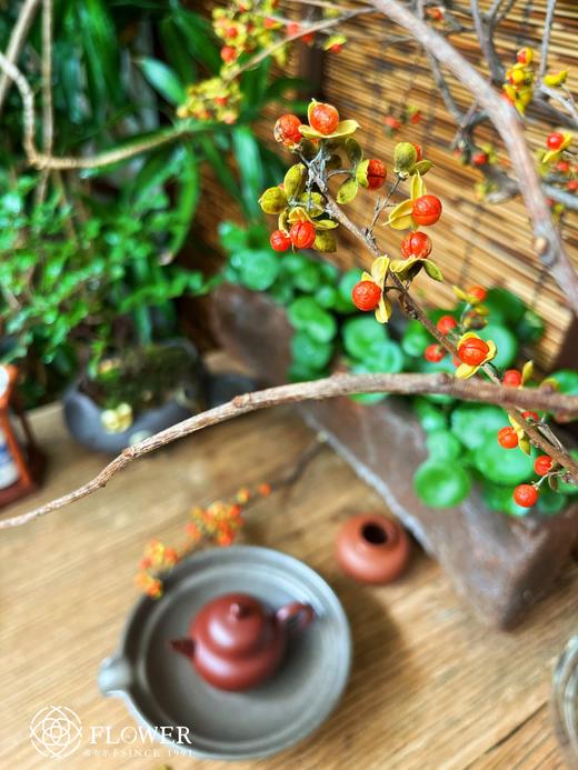 南蛇藤 商品图3