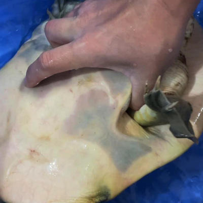 【严选】松滋野外生态甲鱼新鲜活鱼现发大甲鱼（厂家直发） 商品图2