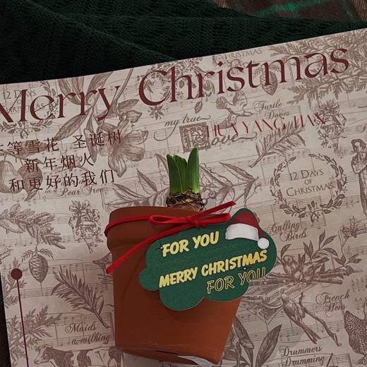  风信子 · 盆栽盲盒 （颜色随机） 商品图2