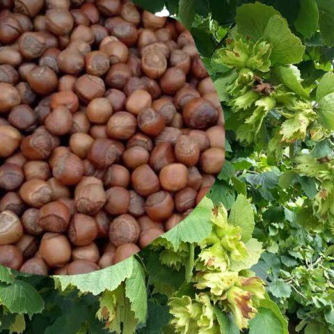 长白山特产 榛子 500g袋 商品图1