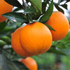 【湖南.麻阳冰糖橙】汁多肉脆，甜润爽口，小个头大甜蜜，像冰糖一样甘甜的橙子。 商品缩略图2