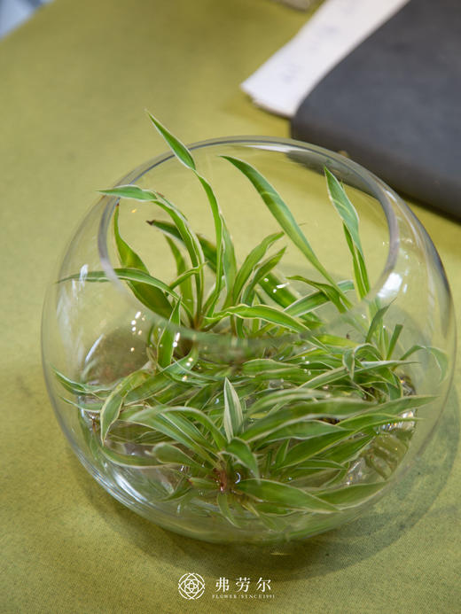水培吊兰 商品图1