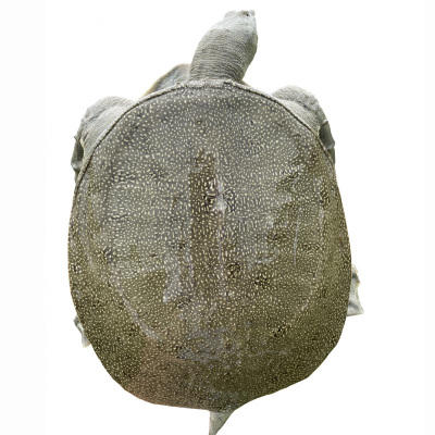 【严选】松滋野外生态甲鱼新鲜活鱼现发大甲鱼（厂家直发） 商品图4