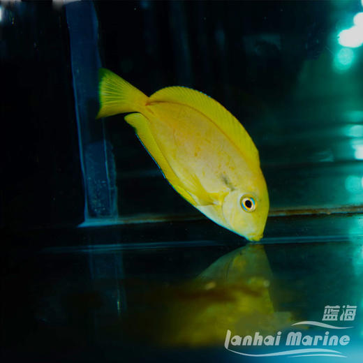 黄一字吊 商品图1