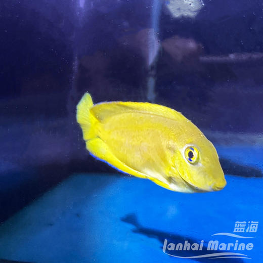 黄一字吊 商品图4