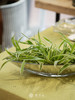 水培吊兰 商品缩略图2