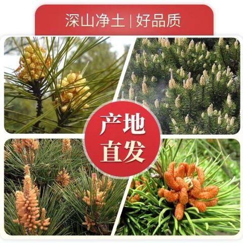 长白山特产 松花粉 100g瓶 商品图2