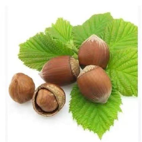 长白山特产 榛子 500g袋 商品图0