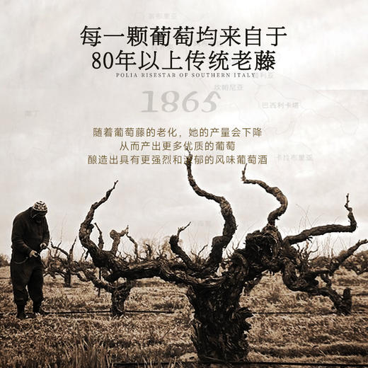 【18度珍酿 80年老藤】皇家穆苏珍藏老藤干红葡萄酒 意大利普利亚产区 18%vol 商品图8