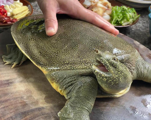 【严选】松滋野外生态甲鱼新鲜活鱼现发大甲鱼（厂家直发） 商品图1