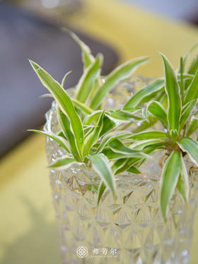 水培吊兰
