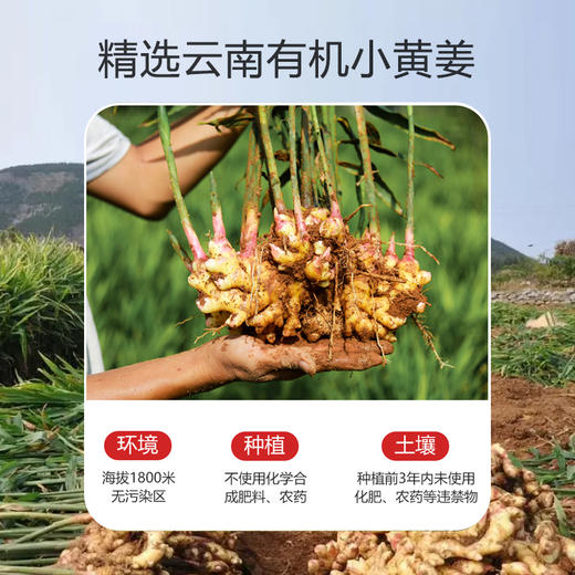 益健优选有机姜粉 商品图1