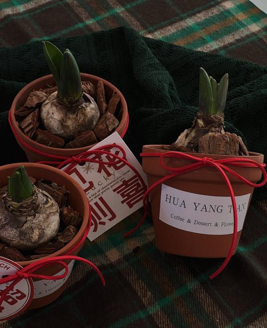  风信子 · 盆栽盲盒 （颜色随机） 商品图5