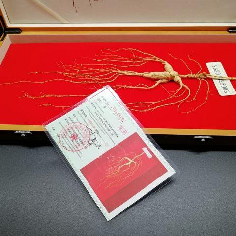 长白山特产 林下参 60公分 商品图1