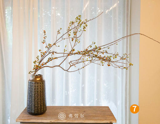 南蛇藤 商品图1