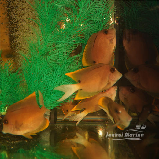 火箭吊 商品图5