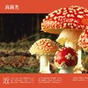 《国家地理图解万物大百科》第一辑·动植物（全6册） 商品缩略图12