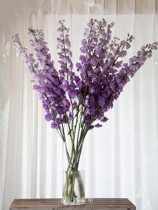 大飞燕 商品图2