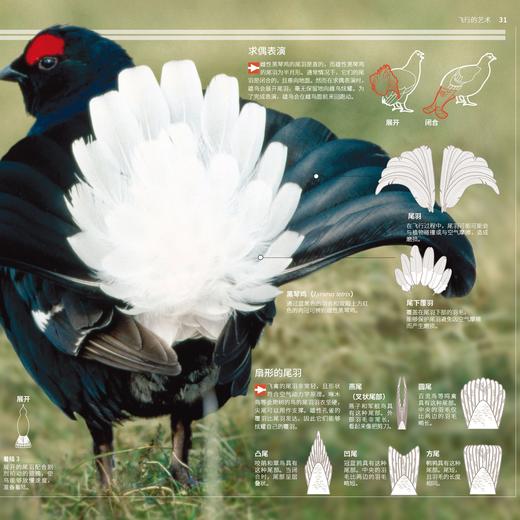 《国家地理图解万物大百科》第一辑·动植物（全6册） 商品图9