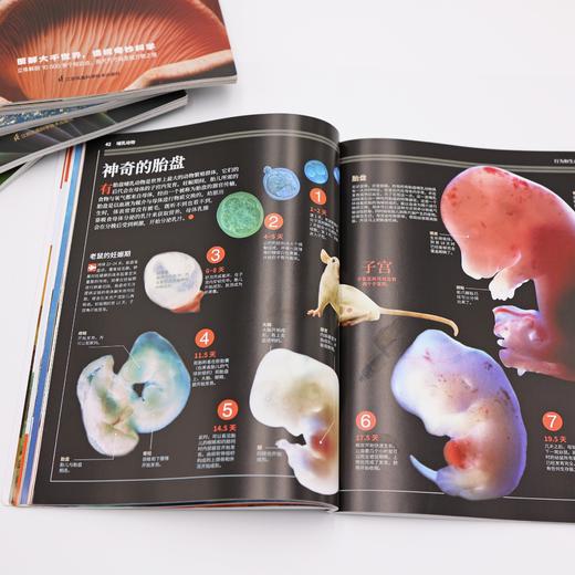 《国家地理图解万物大百科》第一辑·动植物（全6册） 商品图11