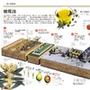 《国家地理图解万物大百科》第一辑·动植物（全6册） 商品缩略图10
