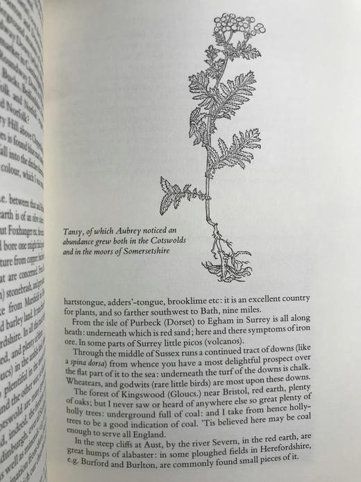 约翰·奥布雷《英国名人小传》节选 数十幅插图 精装16开带书匣 商品图8