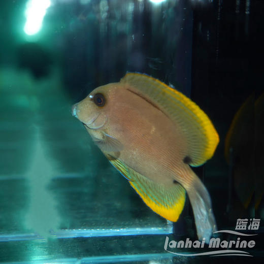 火箭吊 商品图7