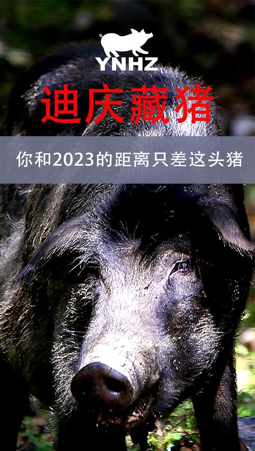 【云南迪庆藏猪】黑毛猪猪腿肉猪肉骨猪肉沫猪蹄猪肋骨 商品图0