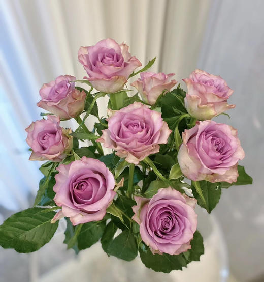 【秒杀福利】南粤推荐-紫霞仙子 20枝/扎 商品图2