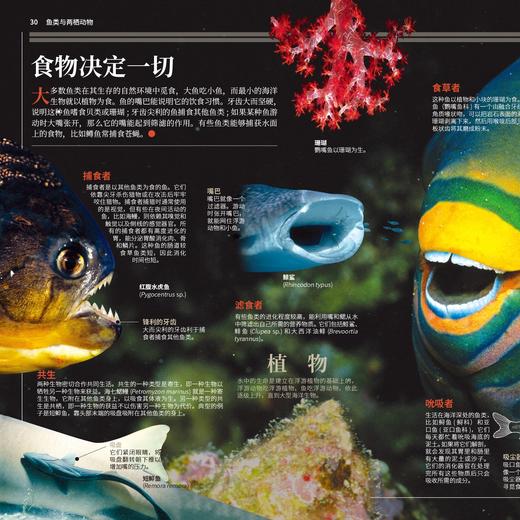 《国家地理图解万物大百科》第一辑·动植物（全6册） 商品图6