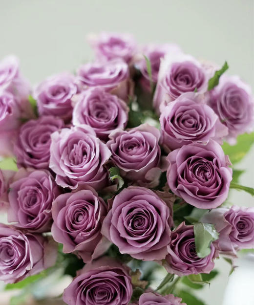 【秒杀福利】南粤推荐-紫霞仙子 20枝/扎 商品图1