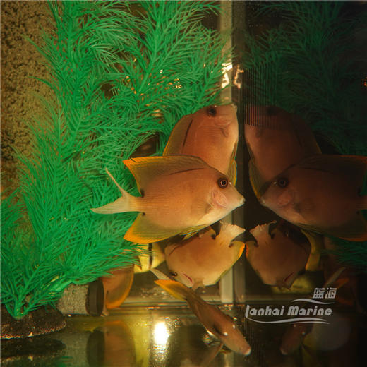 火箭吊 商品图4