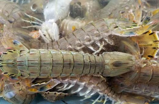 皮皮虾 商品图0