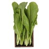 芥菜 约300g/份 商品缩略图1