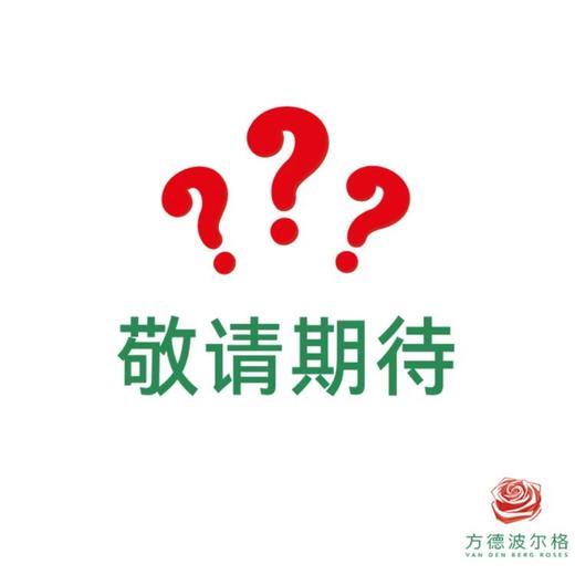 市场小菊-多头面包菊 商品图0