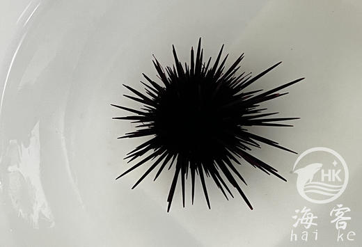 短刺黑海胆 商品图0