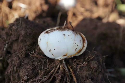 有机鲜百合——生吃香甜，熟吃软糯 商品图2