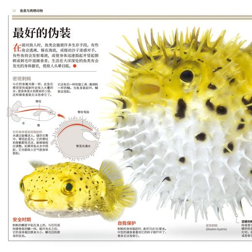 《国家地理图解万物大百科》第一辑·动植物（全6册） 商品图7