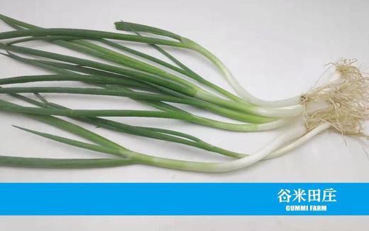 葱 商品图1