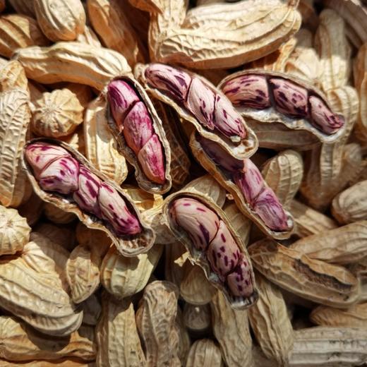 云南七彩花生 野地种植 富含花青素 脂肪含量低 蛋白质含量高 口感自然清甜 商品图2