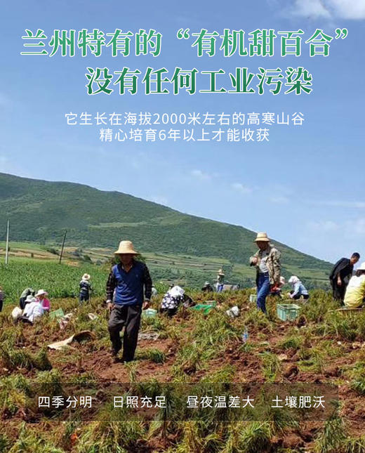 有机鲜百合——生吃香甜，熟吃软糯 商品图1
