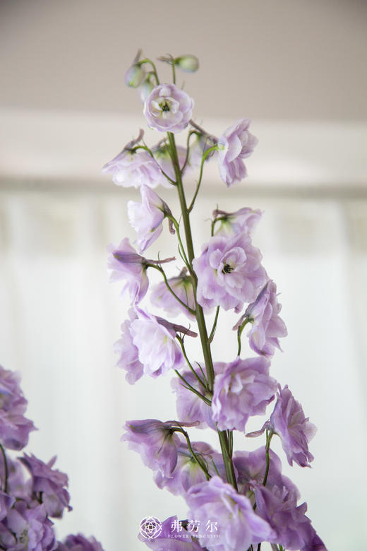 大飞燕 商品图1