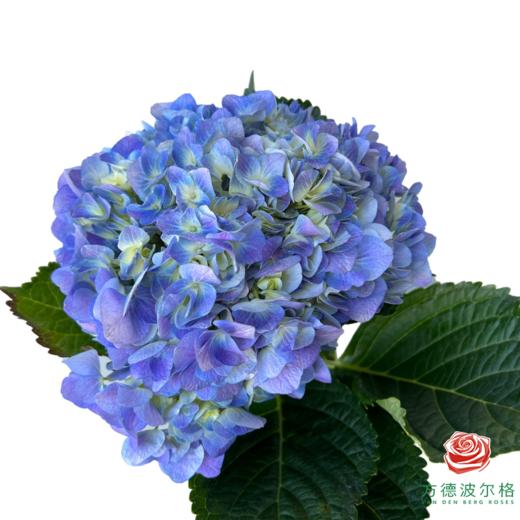 市场绣球 海蓝紫 1枝 商品图1