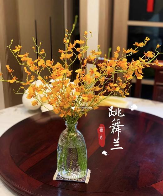 【跳舞兰/文心兰】金太阳-橙色 约10枝/扎  多规格 商品图1